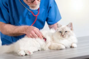 vétérinaire utilise un stéthoscope sur un chat âgé