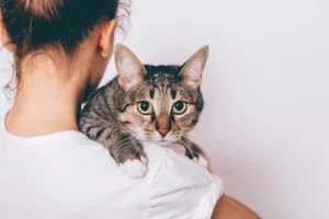chat dans les bras d'une femme