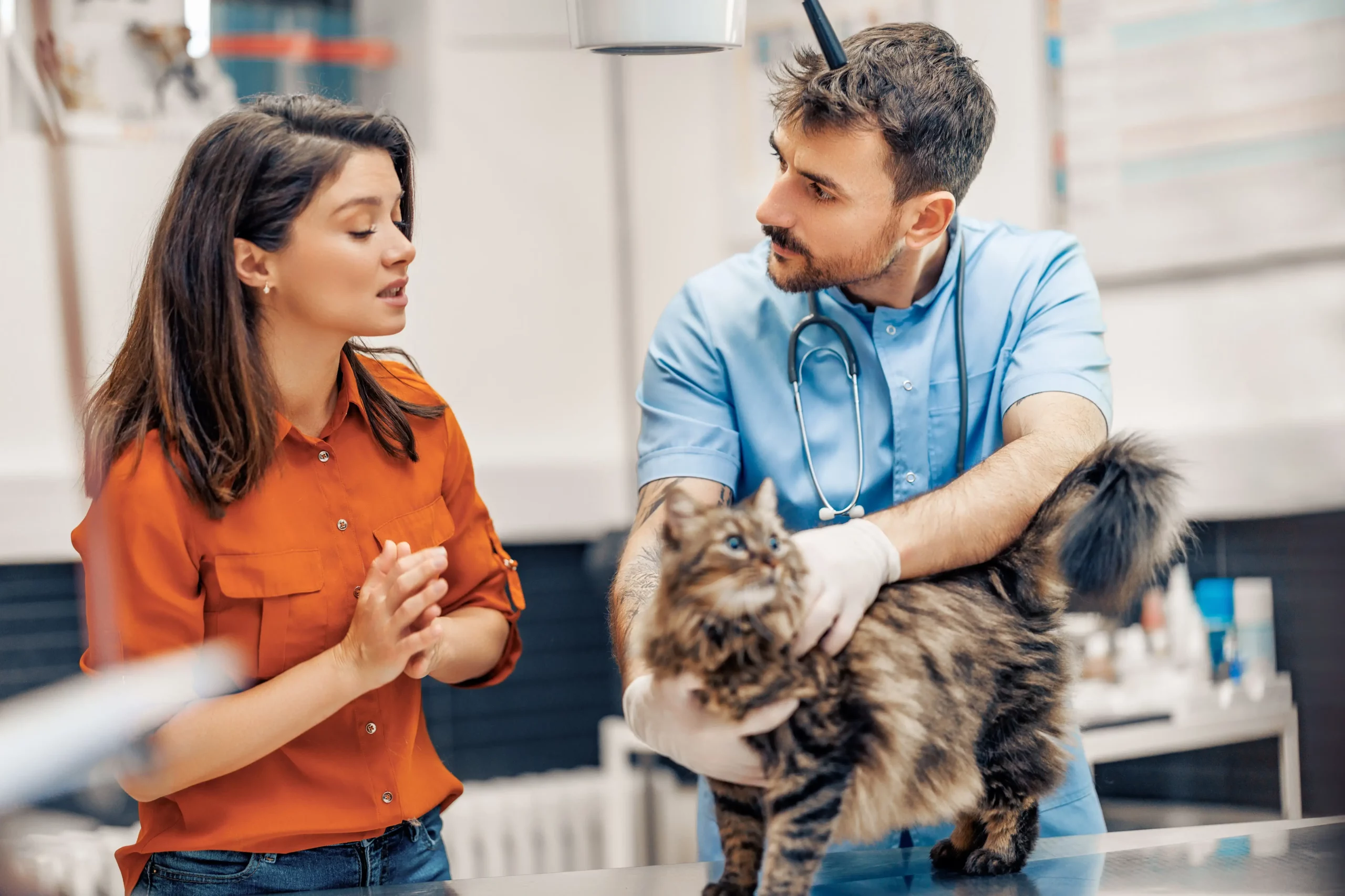 consultation du chat senior