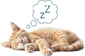 mesure de la fréquence respiratoire du chat