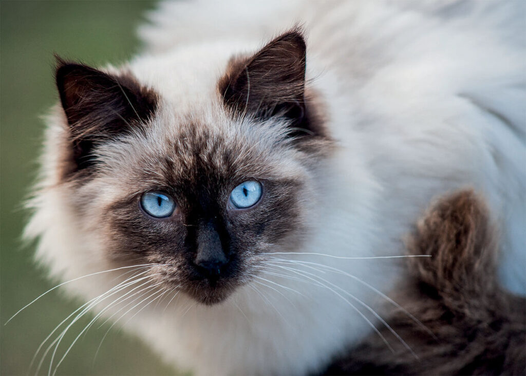 chat sacré de birmanie