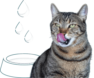 que surveiller chez les chats atteints de maladie rénale chronique