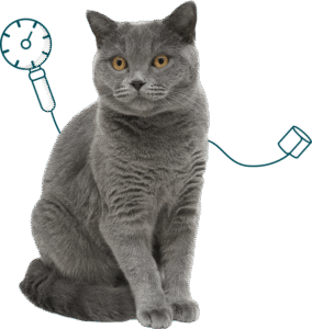 surveiller un chat hypertendu