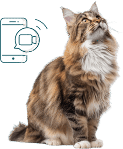 surveiller les signes de l'arthrose chez le chat
