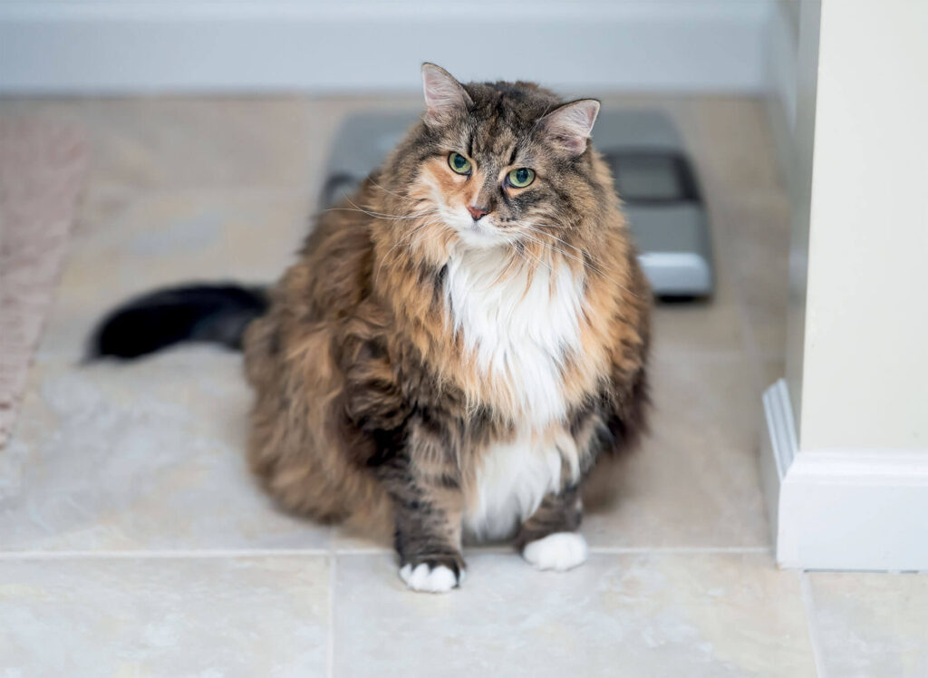 gros chat arthosique