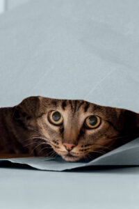 10% de chats hypertendus chez les non malades âgés de 6 à 9 ans