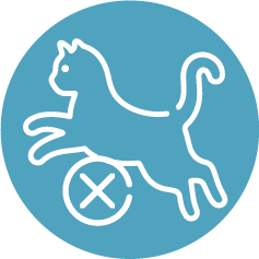 chat arthrosique à mobilité réduite