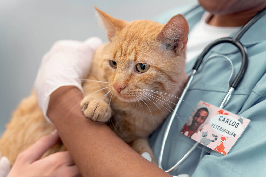 chat atteint d'hyperthyroïdie dans les bras d'un vétérinaire