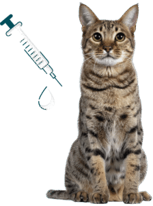 seringue à côté d'un chat senior dont on fait le bilan de santé