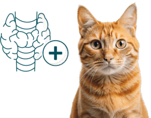 hyperthyroidie chez le chat