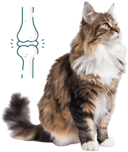 symptomes arthrose chat