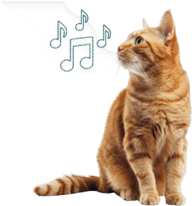 symptômes de l'hyperthyroïdie du chat