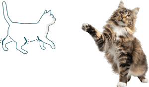 symptômes de l'arthrose du chat